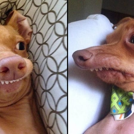 Image of: This Crazy Looking Dog Celeb in Town — The Bold Italic — San Francisco