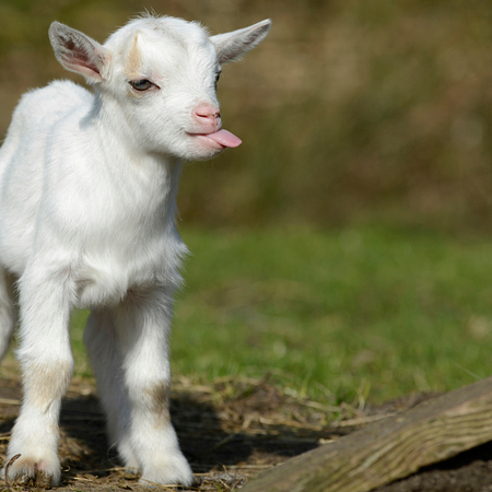 Image of: You’ve Gotta Goat to This Festival — The Bold Italic — San Francisco