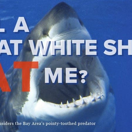 Image of: Will a Great White Shark Eat Me?