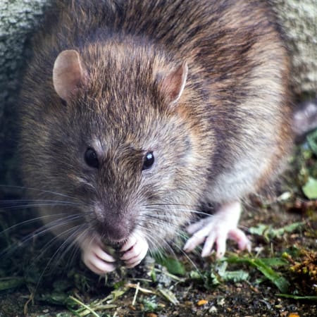 Image of: San Francisco Is the Fifth ‘Rattiest’ City in America