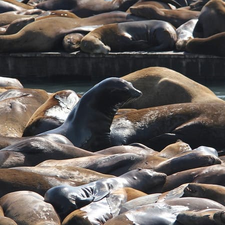 Image of: Everything You Need to Know About SF’s Sea Lions on Their 25 Anniversary Here — The Bold Italic — San Francisco