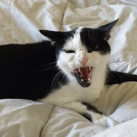 Image of: Find Out If Your Cat’s Demonically Possessed — The Bold Italic — San Francisco