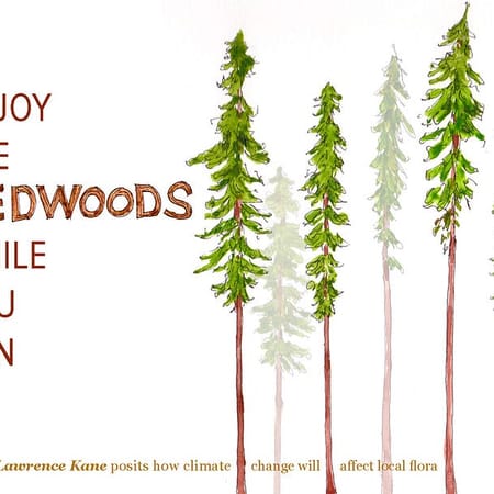 Image of: Enjoy the Redwoods While You Can — The Bold Italic — San Francisco
