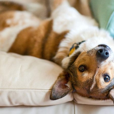 Image of: How to Arrange a Free Dog Date