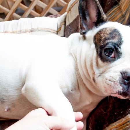 Image of: Onions & Meatballs Cause New Dog Poisoning Scares