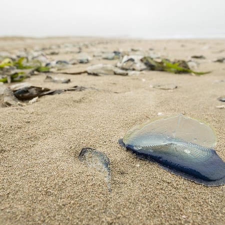Image of: WTF Are These Things Washed Up on Ocean Beach? — The Bold Italic — San Francisco