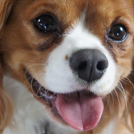 Image of: New Service Will Clone Your Pet for Under $200 — The Bold Italic — San Francisco