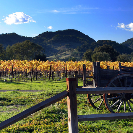 Image of: The Characters of Wine Country: An Insider’s View — The Bold Italic — San Francisco