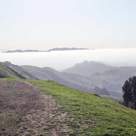 Image of: The East Bay is a Dog’s Paradise