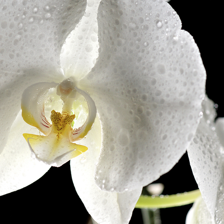 Image of: Sexy Time: An Oil to Get Your Lady Parts Stoned (NSFW)