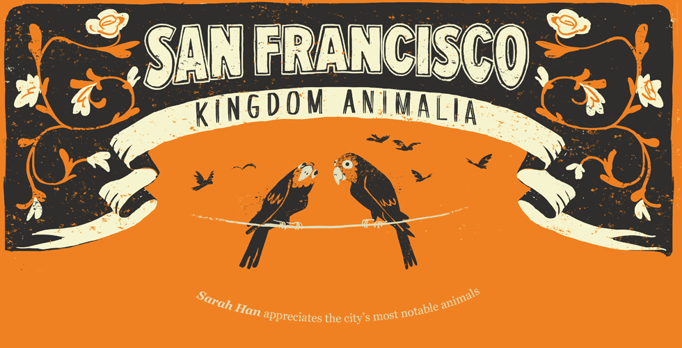 Image of: San Francisco’s Most Notable Animals