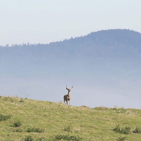 Image of: Point Reyes is One of the Most Beautiful Places in California