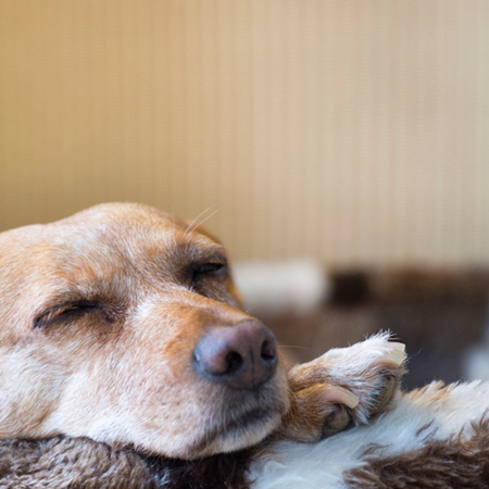 Image of: Can You Guess the Most Common Dog Breed in San Francisco? — The Bold Italic — San Francisco