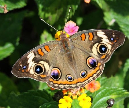 Image of: Here’s Where You Can Spot San Francisco’s Beautiful Native Butterflies