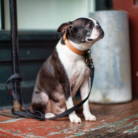 Image of: Here Are Some Cute Photos of San Francisco Dogs to Make Your Monday Morning Better