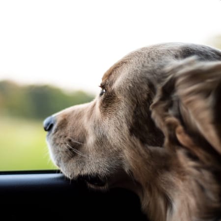 Image of: You Can Legally Break a Car Window in California