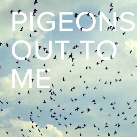 Image of: I Am Terrified of Pigeons