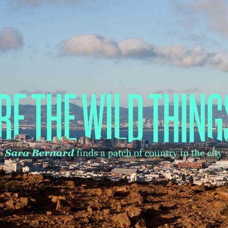 Image of: Places to Get a Little Nature in San Francisco