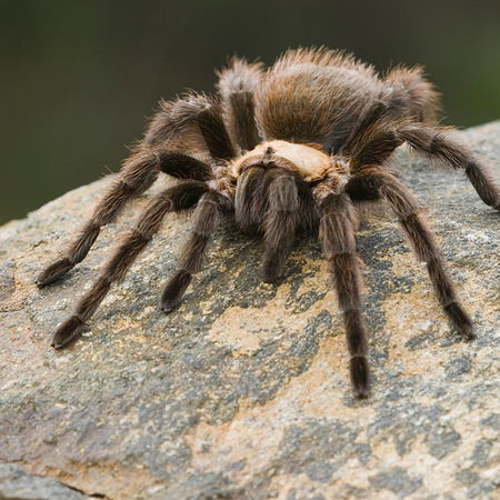 Image of: Road Trip to Yosemite for Tarantula Season — The Bold Italic — San Francisco