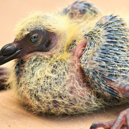 Image of: This is What a Baby Pigeon Looks Like — The Bold Italic — San Francisco