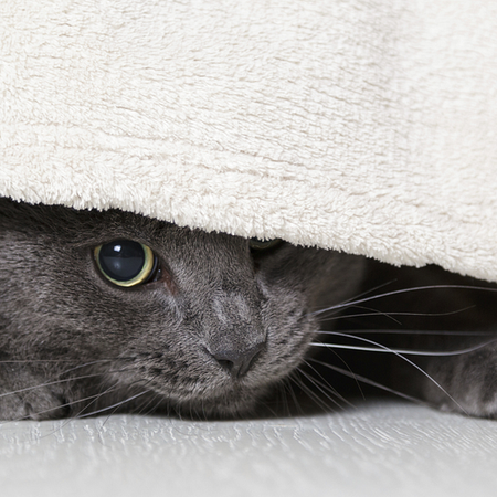 Image of: Berkeley May Ban No-Pets Rental Policy — The Bold Italic — San Francisco