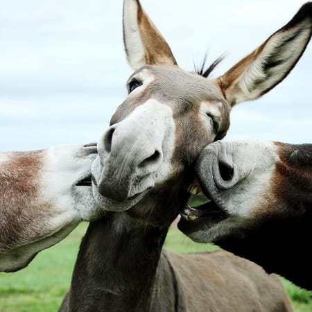 Image of: Totes Serious: Take a Pic With a Donkey Today — The Bold Italic — San Francisco