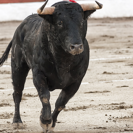 Image of: Running of the Bulls and Massive Tomato Fight Coming to Bay Area — The Bold Italic — San Francisco