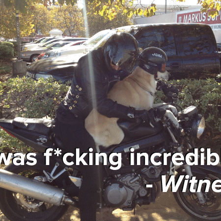 Image of: Dog Spotted Riding Motorcycle, Wearing Helmet: A Detailed Report — The Bold Italic — San Francisco