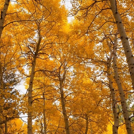 Image of: Where To Find Fall in California — The Bold Italic — San Francisco