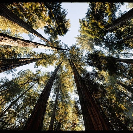 Image of: The Breathtaking Forests of the Bay Area