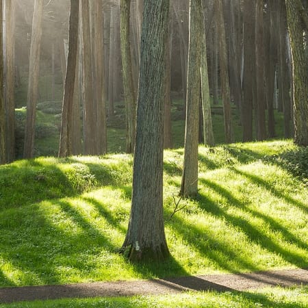 Image of: A Guide to San Francisco’s Best Running Trails