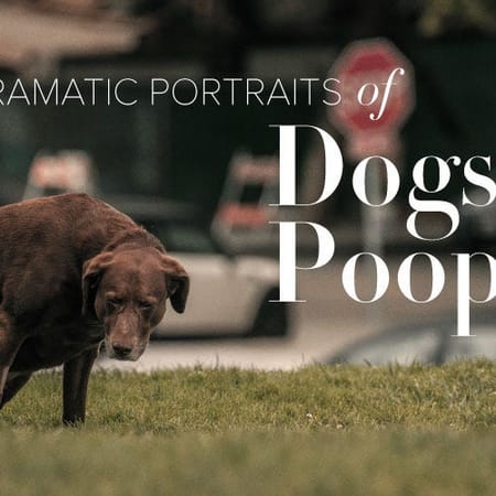Image of: Dramatic Portraits of Dogs Pooping — The Bold Italic — San Francisco