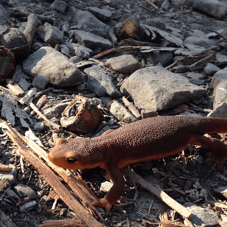 Image of: Go See Migrating Newts in Oakland/Berkeley — The Bold Italic — San Francisco