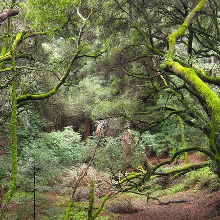 Image of: A Guide to the East Bay’s Best Running Trails