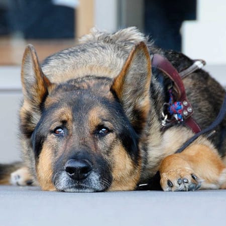 Image of: It’s a Sad Time to be a Pet in San Francisco — The Bold Italic — San Francisco