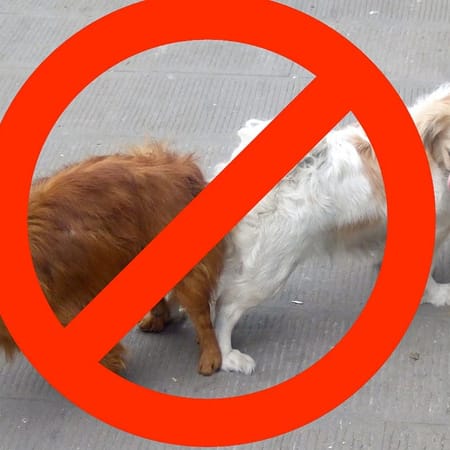 Image of: 10 Weird LA Laws Still On the Books — The Bold Italic — San Francisco