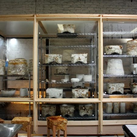 Image of: The Freaky Fungal Furniture of Phil Ross