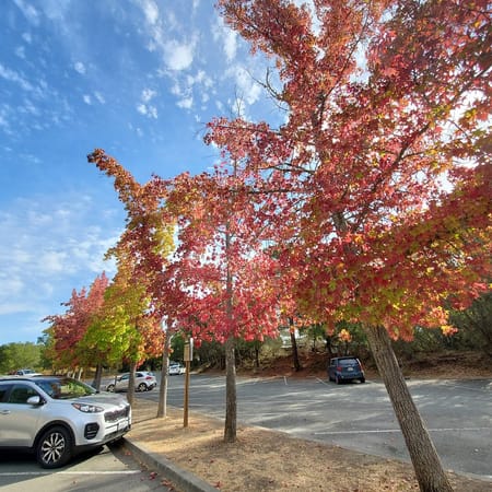 Image of: Fall in the Bay Area is Great