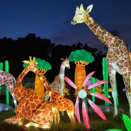 Image of: Glowfari at the Oakland Zoo Is Amazing This Year