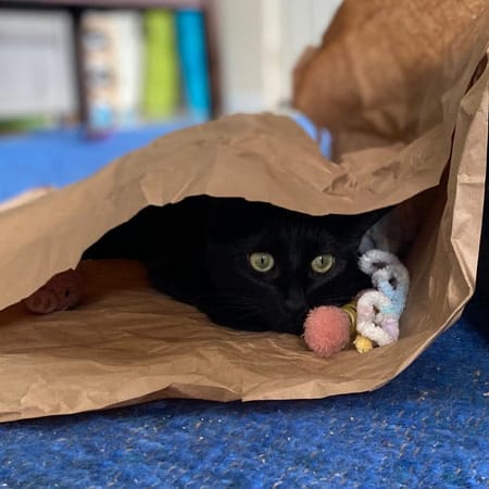 Image of: A Cat Hater Reflects on a Year of Cat Ownership