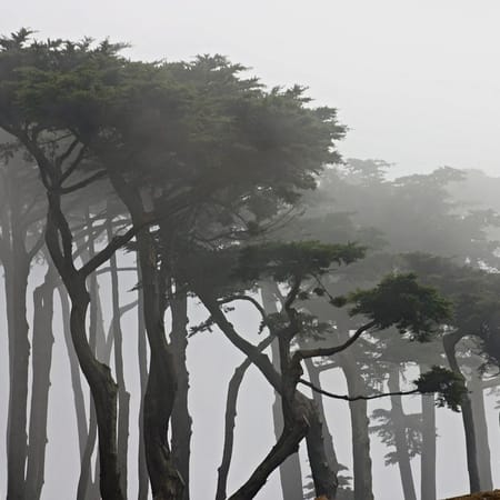 Image of: 5 Gloomy Hikes to Take in San Francisco