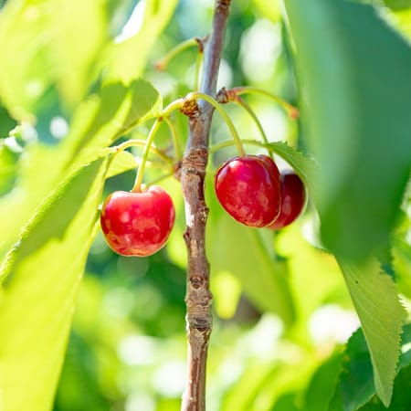 Image of: Fruit Picking in Brentwood Is a Perfect Road Trip