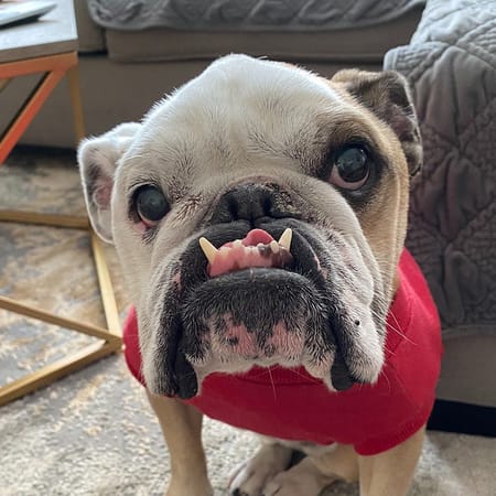 Image of: Cute Therapy: Bay Area Pets Living Their Best Lives Amid Covid-19