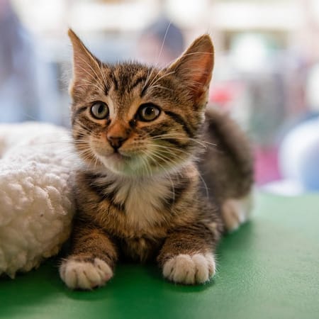 Image of: PHOTOS: Macy’s Pet Windows Are SF’s Cutest Holiday Tradition