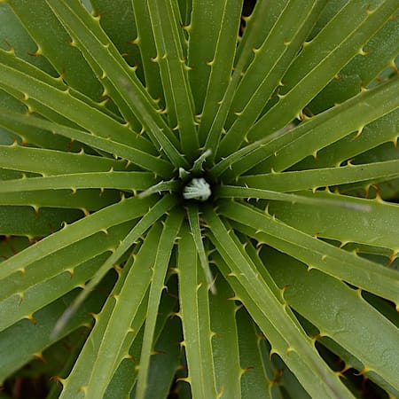 Image of: SF Plant Finder Tells You What Plants Will Survive in Your Neighborhood Microclimate