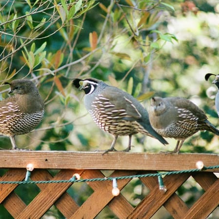 Image of: I Ate the California State Bird, and It Was Yummy