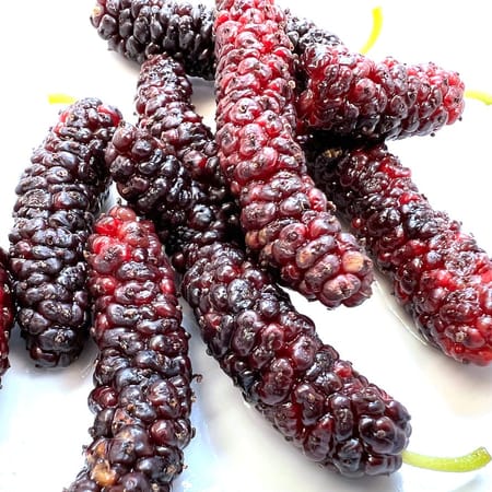 Image of: Have You Tried This Bay Area Superfood Yet?