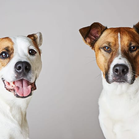 Image of: In Honor of National Adoption Weekend, Here Are Portraits of Local Mixed Breeds That Were Adopted into Loving Homes