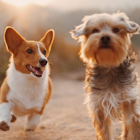 Image of: Where to Adopt a Dog in the Bay Area