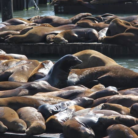 Image of: Fisherman’s Wharf — the Un-Tourist’s Guide